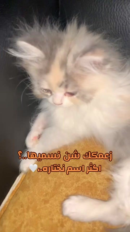 TikTok video thumbnail by ezoo_368