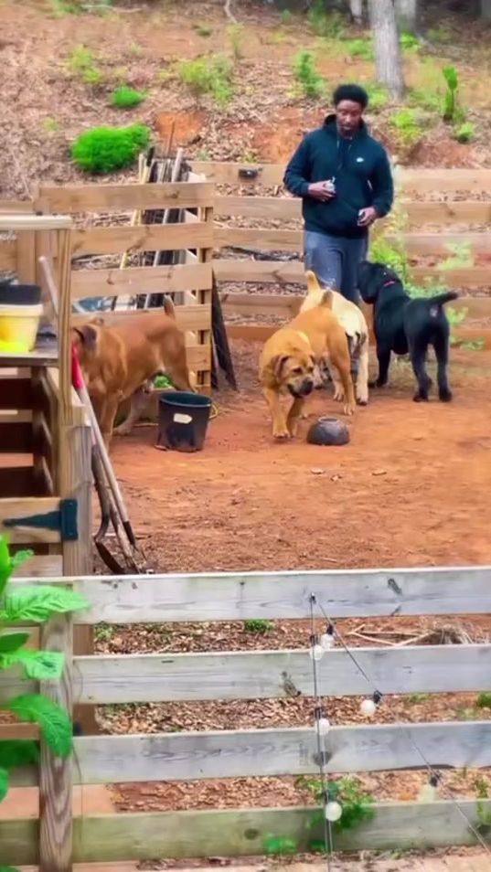 TikTok video thumbnail by narcoboerboels