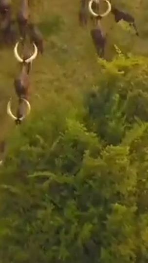 TikTok video thumbnail by ankole_cattle