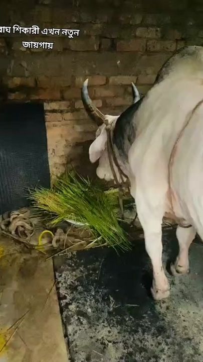 TikTok video thumbnail by bagh.shikari