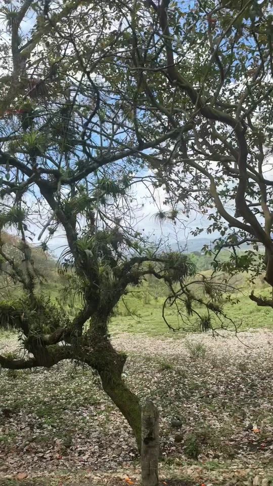 TikTok video thumbnail by mlodel