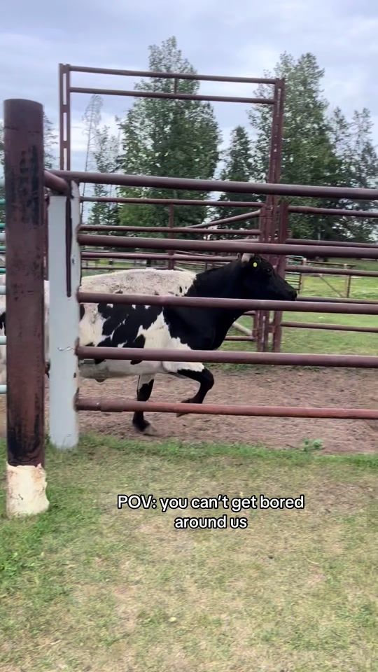TikTok video thumbnail by bella_fehlauer