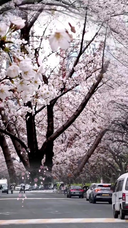 TikTok video thumbnail by light_house70