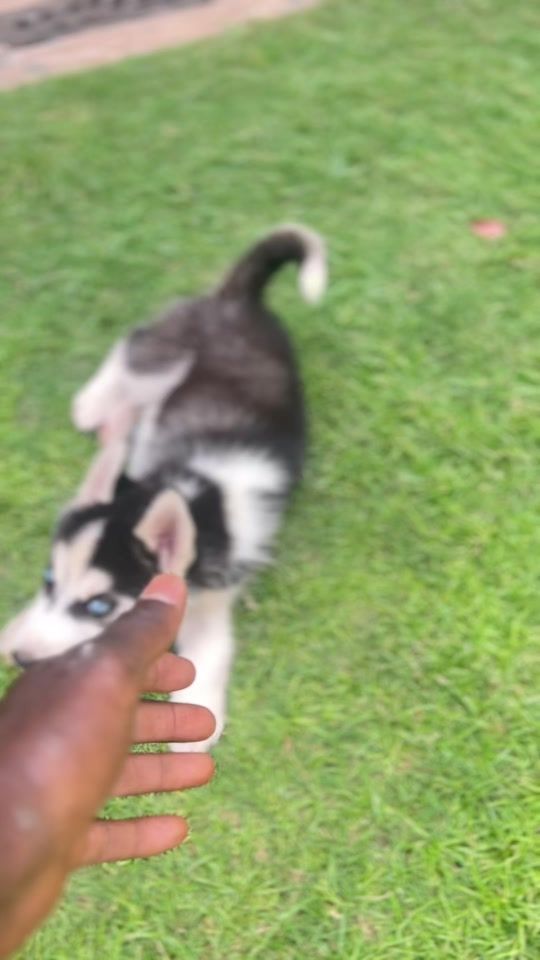 TikTok video thumbnail by puppy.world223