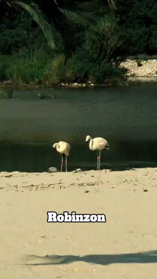 TikTok video thumbnail by retro_dunya_