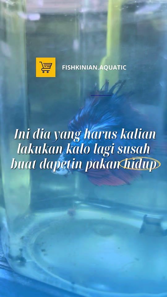 TikTok video thumbnail by fishkinian