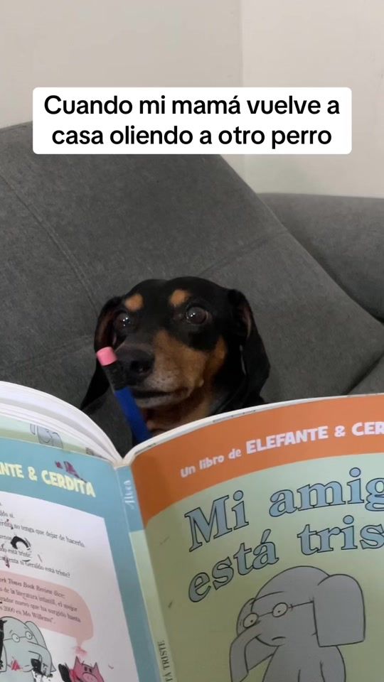 TikTok video thumbnail by perro_metacho