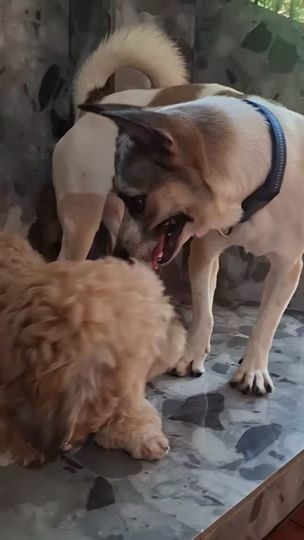TikTok video thumbnail by ms.dhie