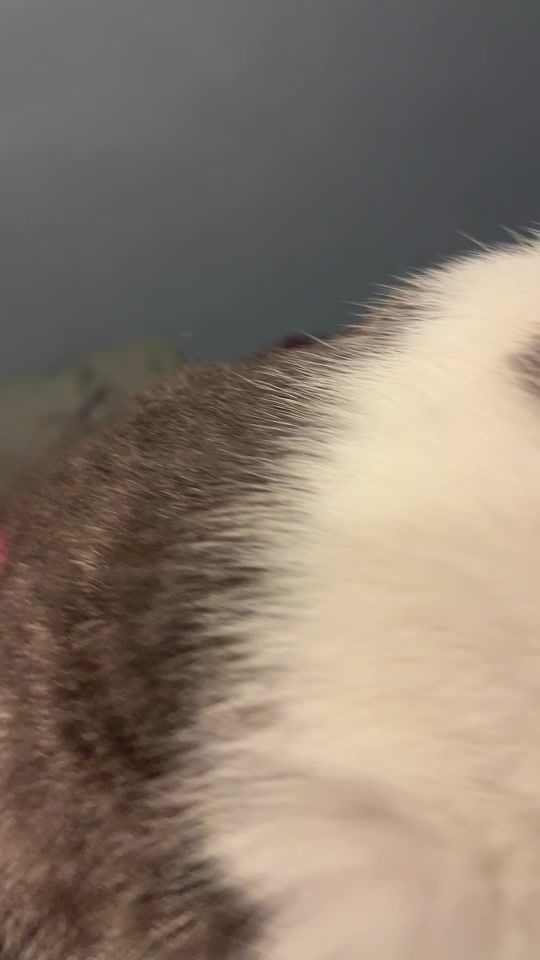 TikTok video thumbnail by olivera_fernando