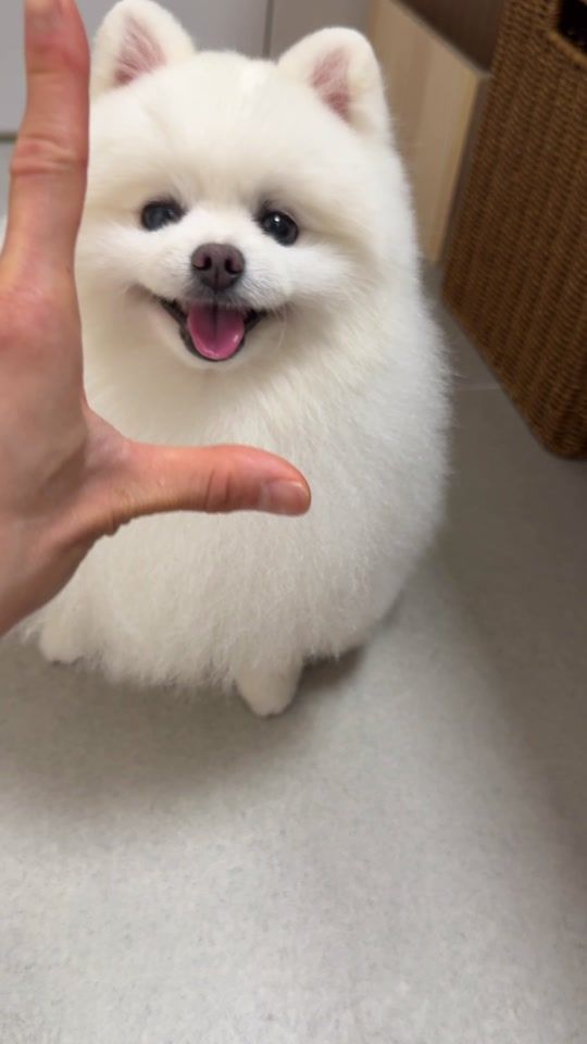 TikTok video thumbnail by hongsnow