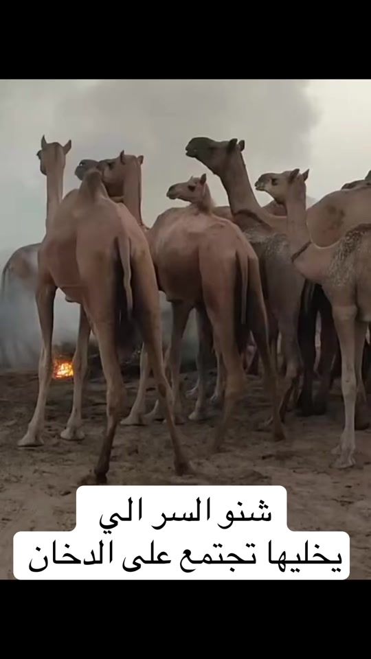 TikTok video thumbnail by kd30kd