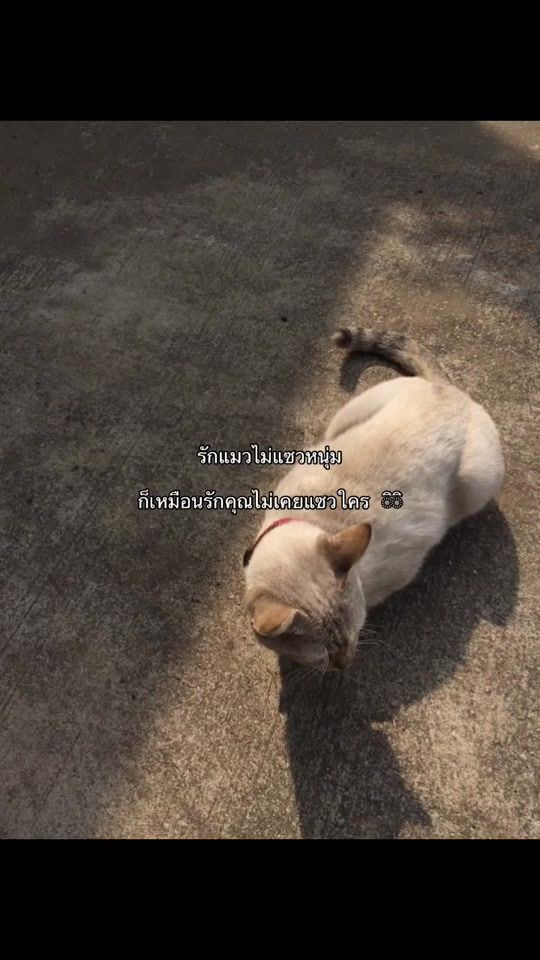 TikTok video thumbnail by _cxspp08