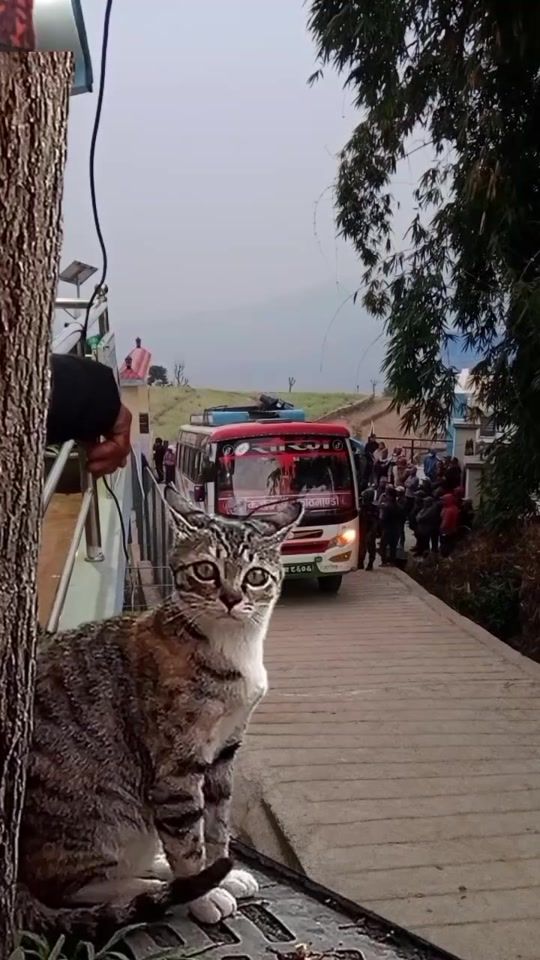 TikTok video thumbnail by manojgrg199