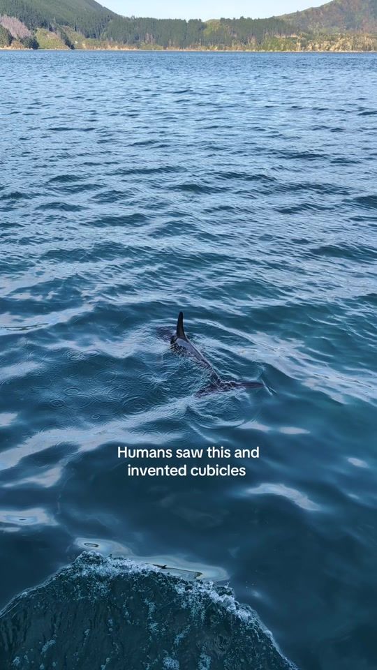 TikTok video thumbnail by outwardboundnz