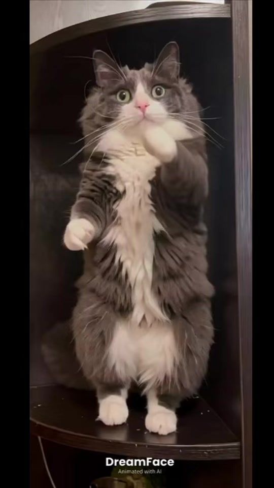 TikTok video thumbnail by mitiai_s