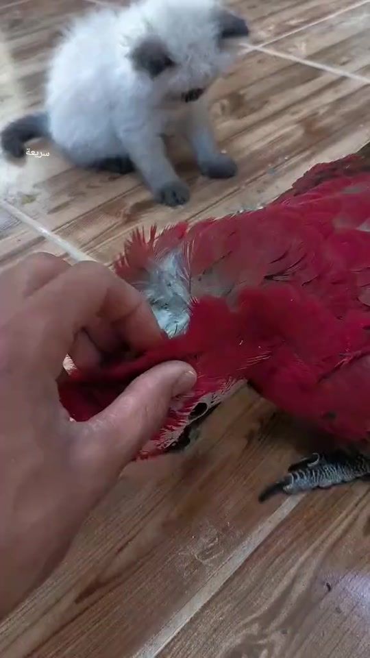 TikTok video thumbnail by mohammedsurya0