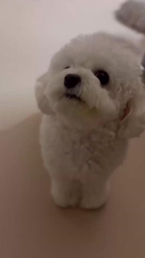 TikTok video thumbnail by merch_l