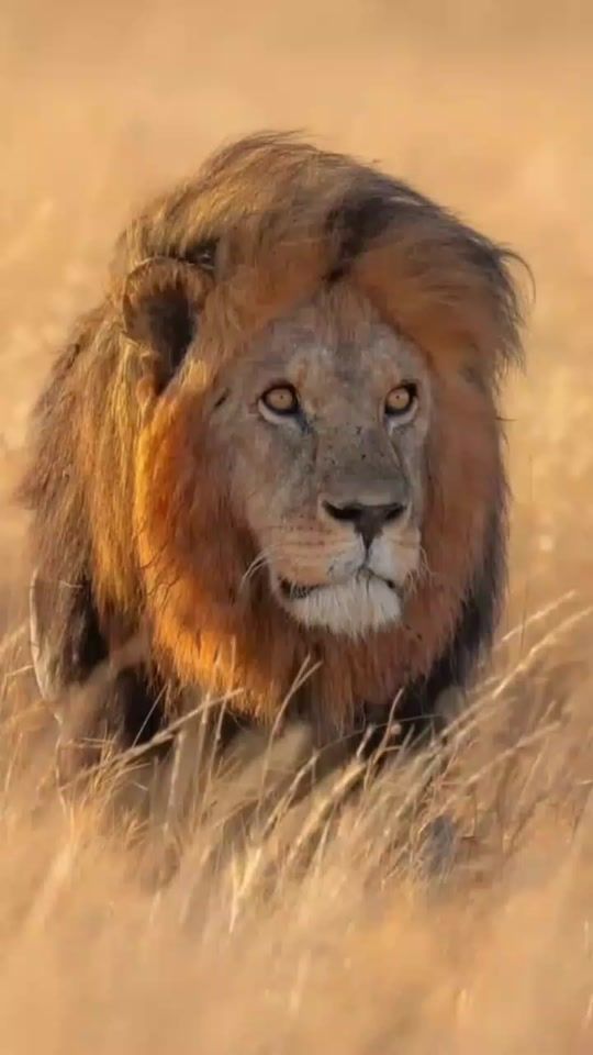 TikTok video thumbnail by mr_yassine11