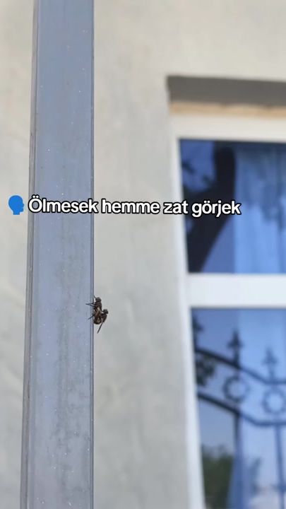 TikTok video thumbnail by babayev.719