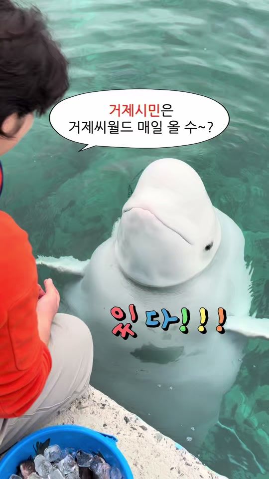 TikTok video thumbnail by dolphin_tok