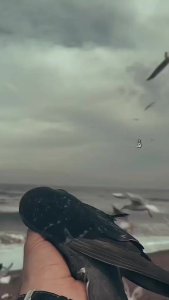 TikTok video thumbnail by haneena985