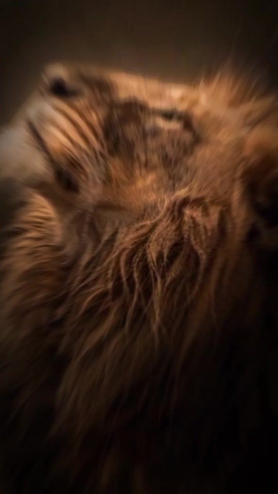 TikTok video thumbnail by gfri771