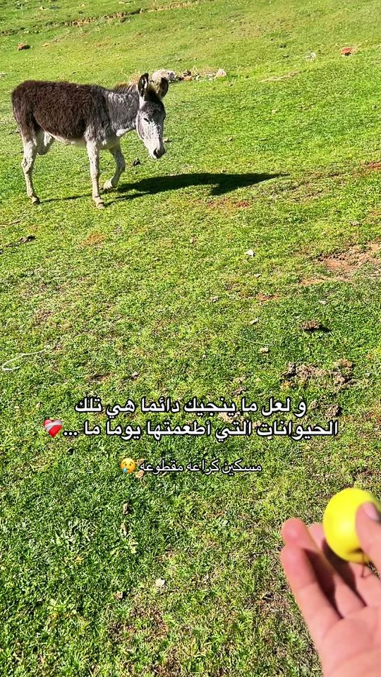 TikTok video thumbnail by redouane_khelladi