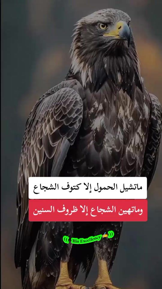TikTok video thumbnail by user6618629817790