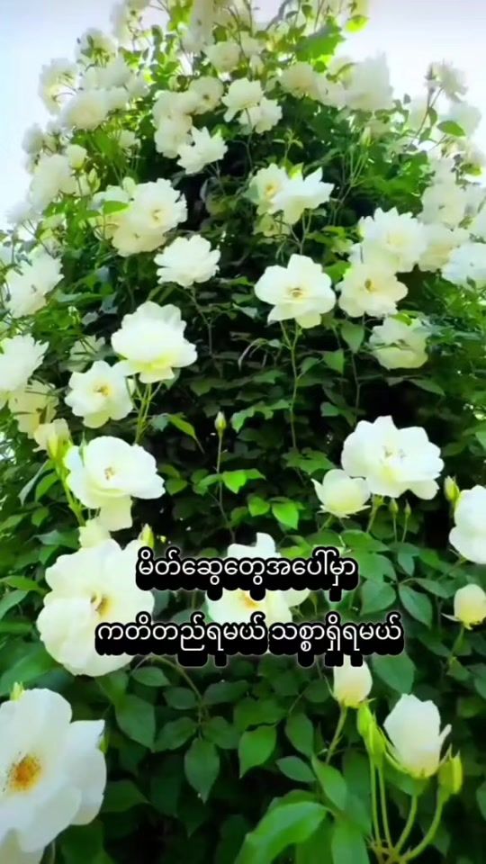 TikTok video thumbnail by dhamma37999
