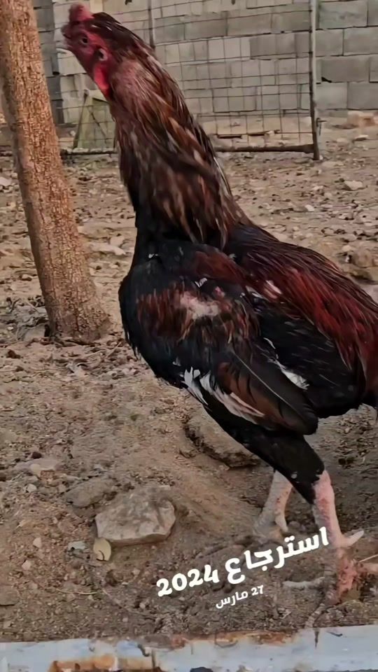 TikTok video thumbnail by _x62
