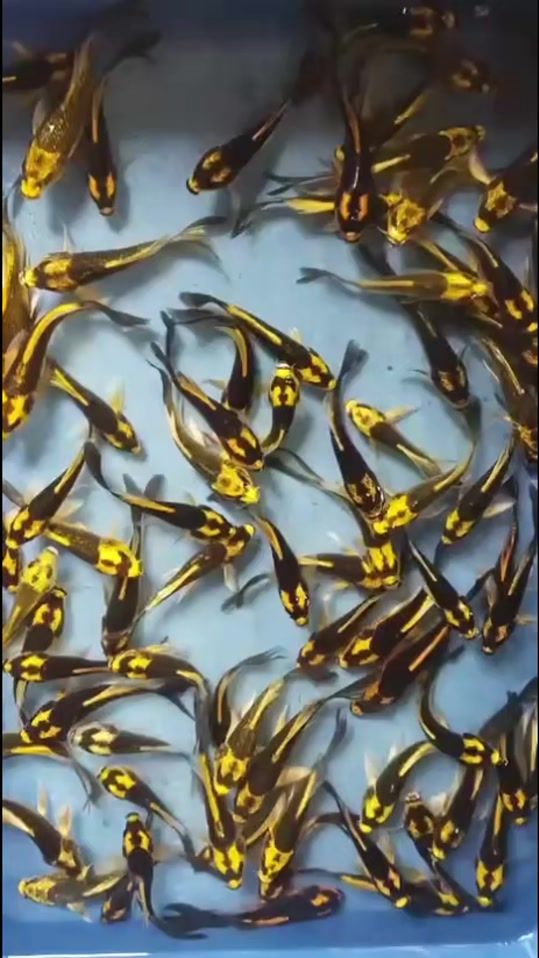 TikTok video thumbnail by tipoissontiprix