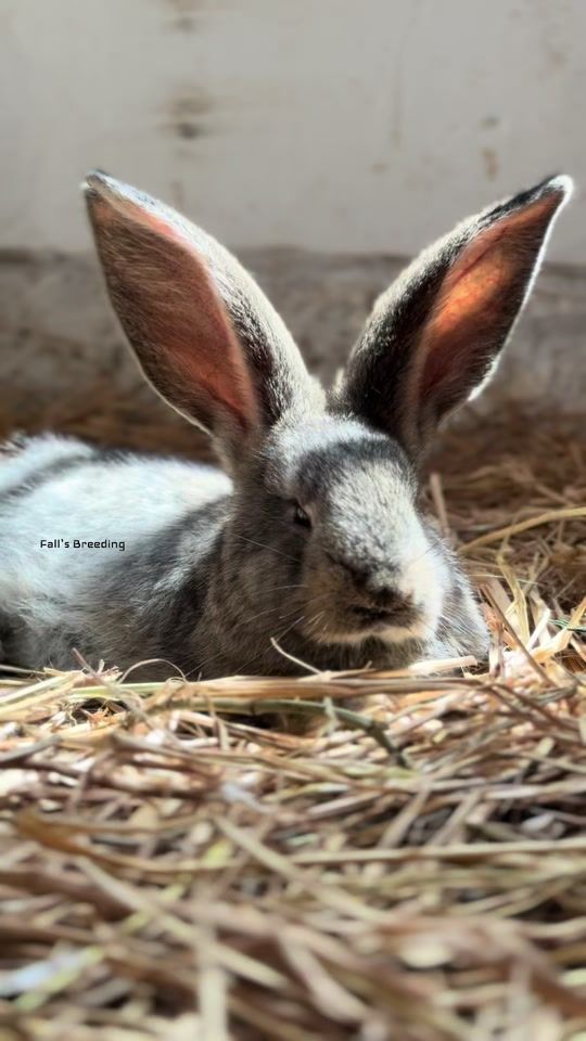 TikTok video thumbnail by falls_breeding