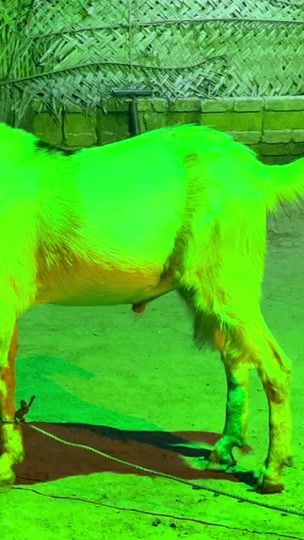 TikTok video thumbnail by anna_farm_jaffna
