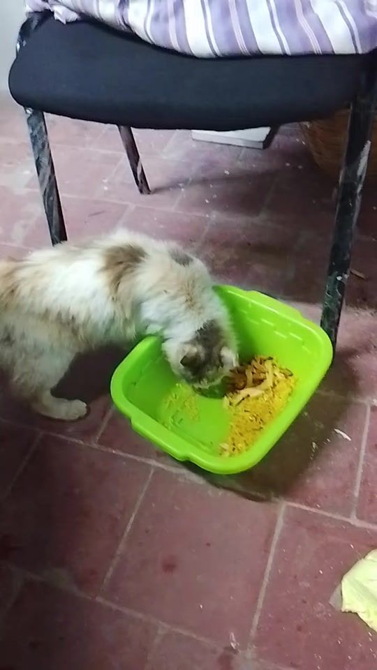 TikTok video thumbnail by moulay_ibrahim4