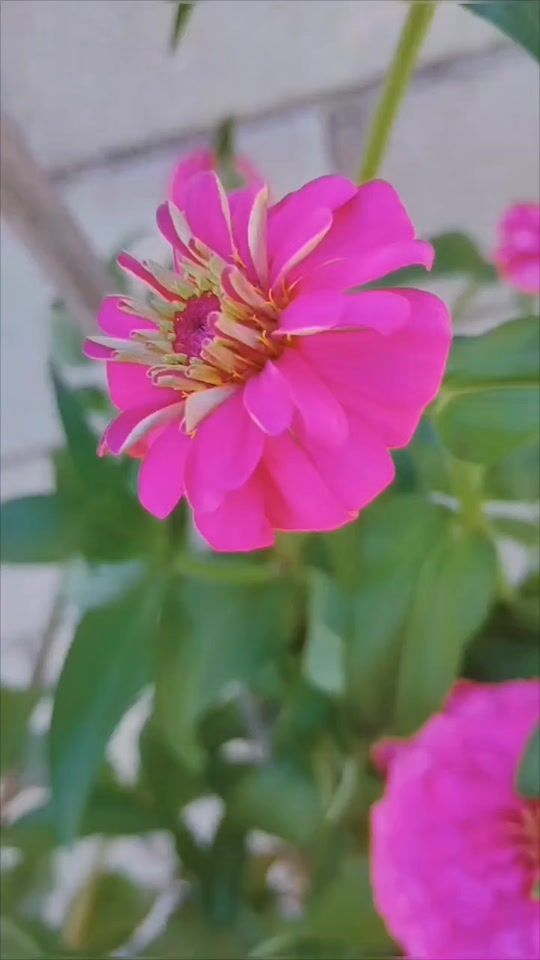 TikTok video thumbnail by bluemoon5960