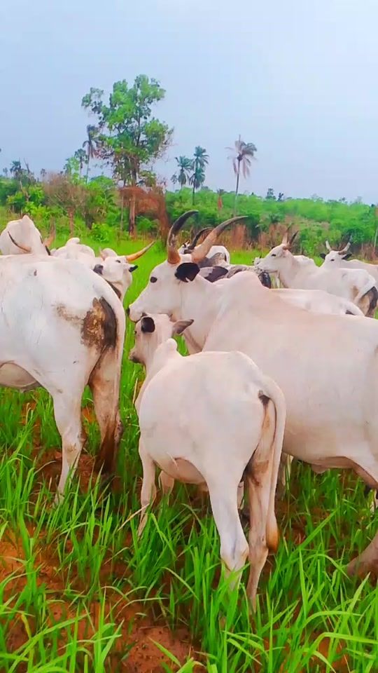 TikTok video thumbnail by ado.wankan.sallah