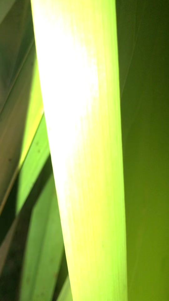 TikTok video thumbnail by ciinco.seiis