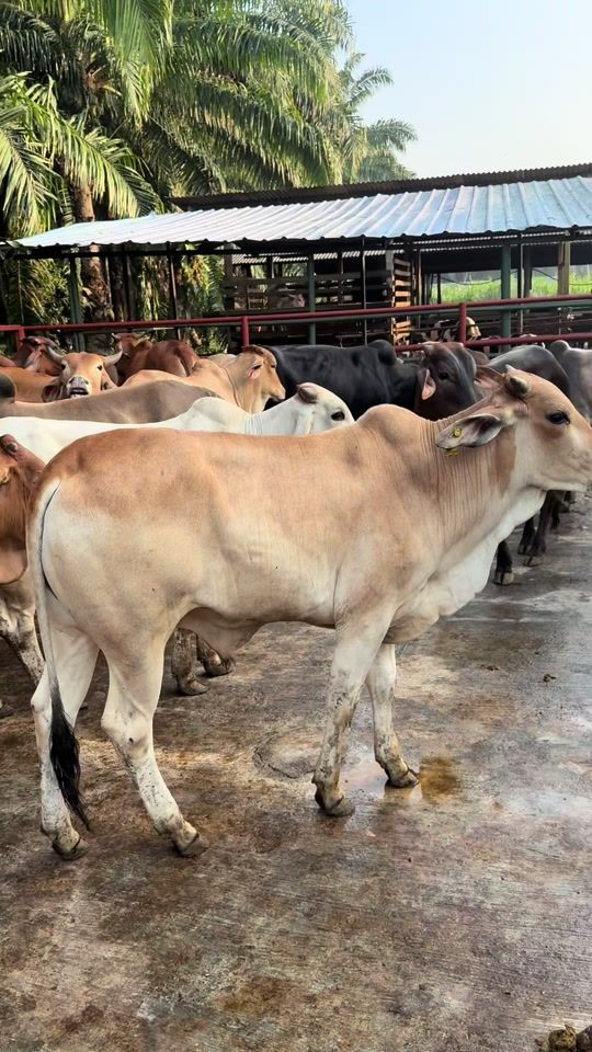 TikTok video thumbnail by murugan_farm7