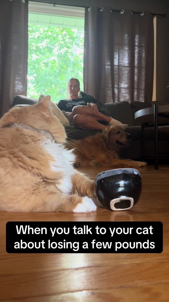 TikTok video thumbnail by fatcat391