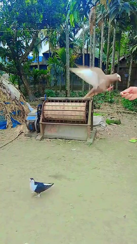 TikTok video thumbnail by user286354568