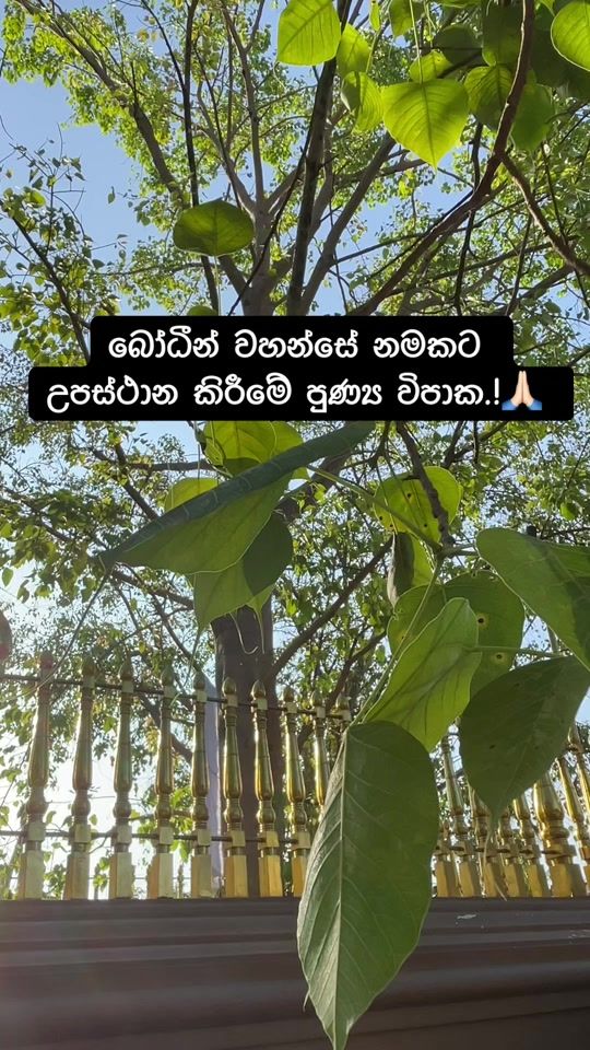 TikTok video thumbnail by ashen_marasinghe_