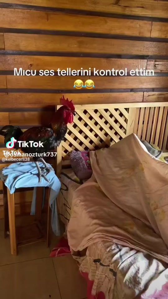 TikTok video thumbnail by yer_az_ka