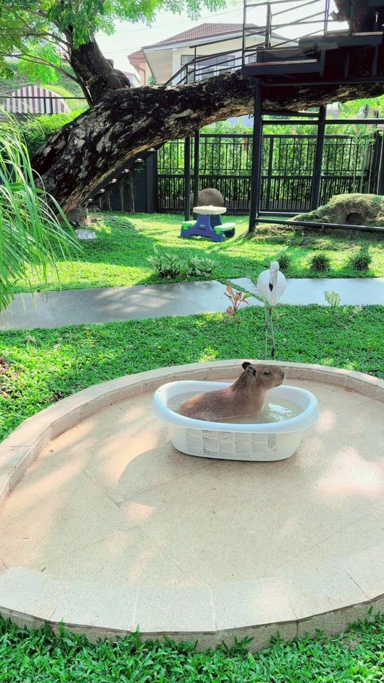 TikTok video thumbnail by bobbycapybaraandfriends