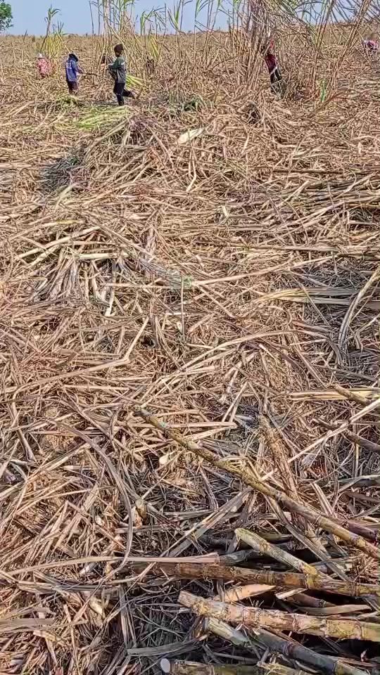 TikTok video thumbnail by sugarhappy.th