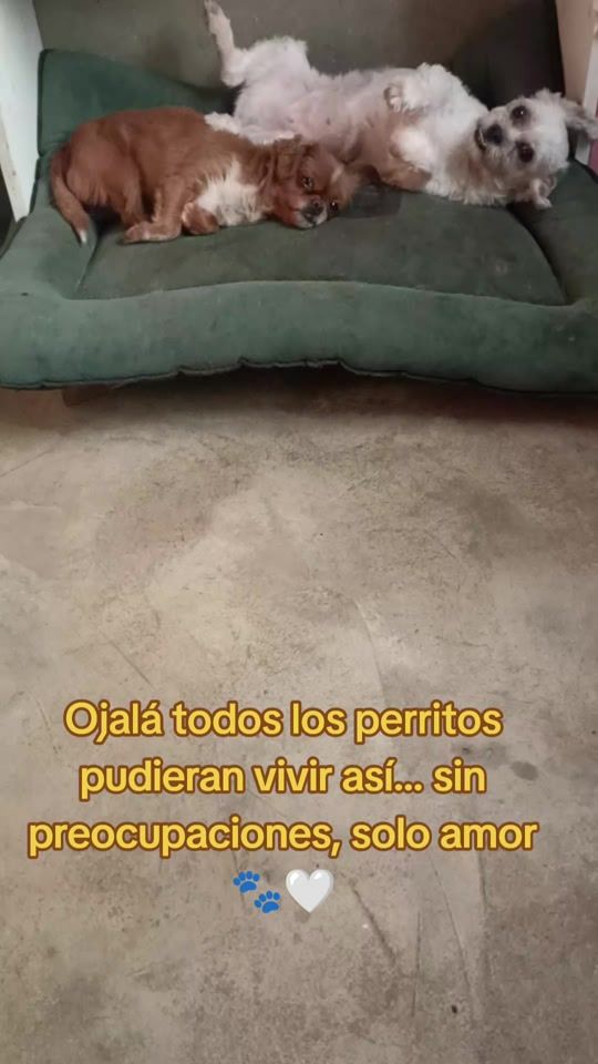 TikTok video thumbnail by ayudaaunpeludo.peru