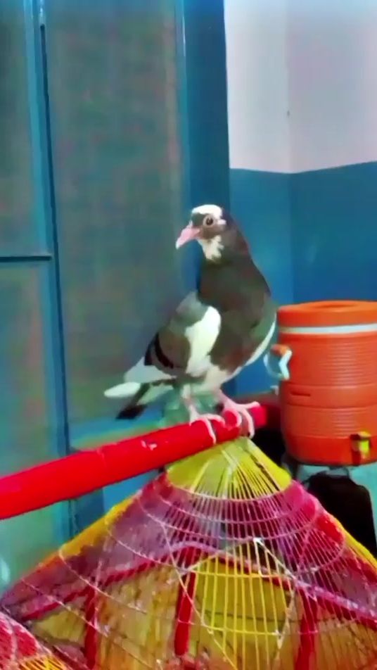 TikTok video thumbnail by adnan__543