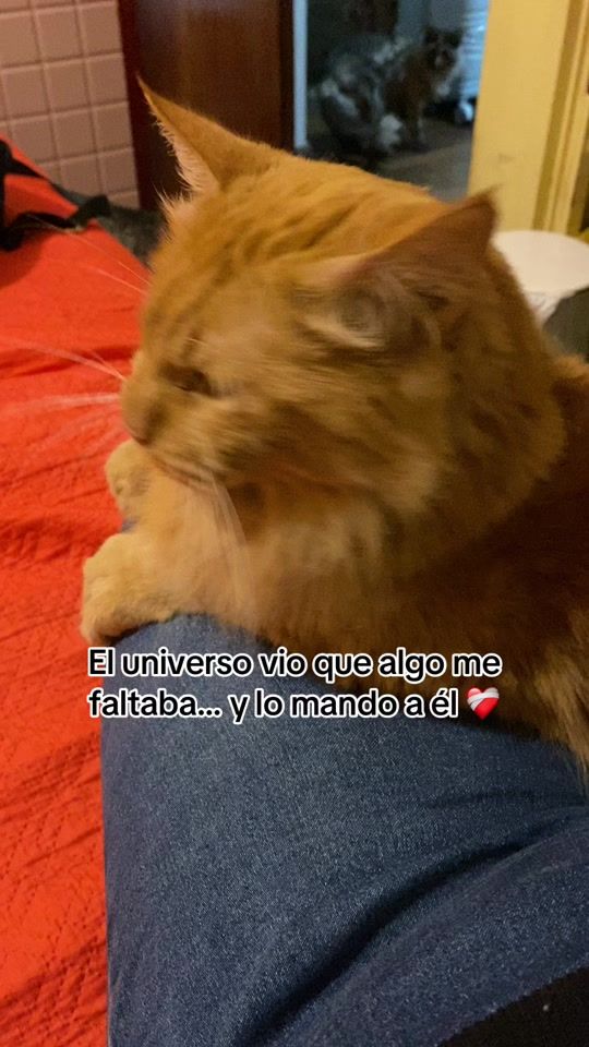 TikTok video thumbnail by normacr1211