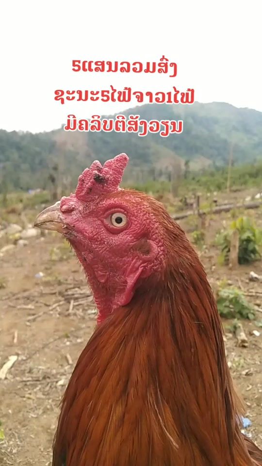 TikTok video thumbnail by hmoov.tsi.txog
