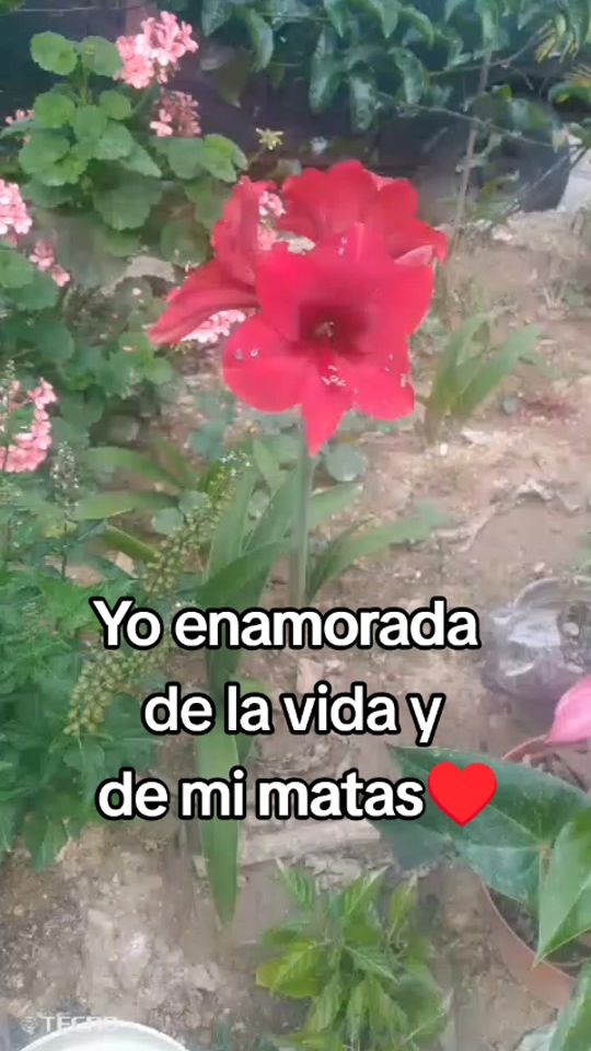 TikTok video thumbnail by adrimar061