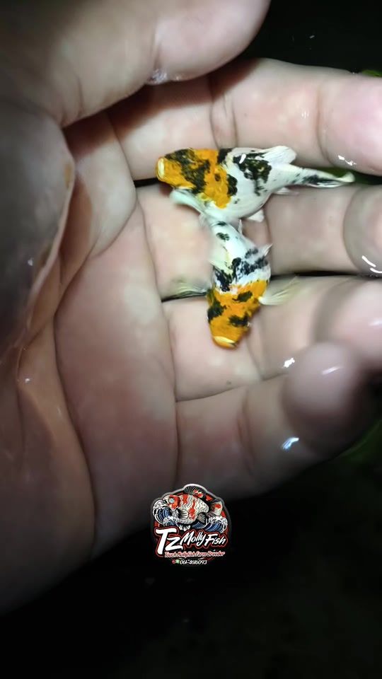 TikTok video thumbnail by tzmolly_fishfram
